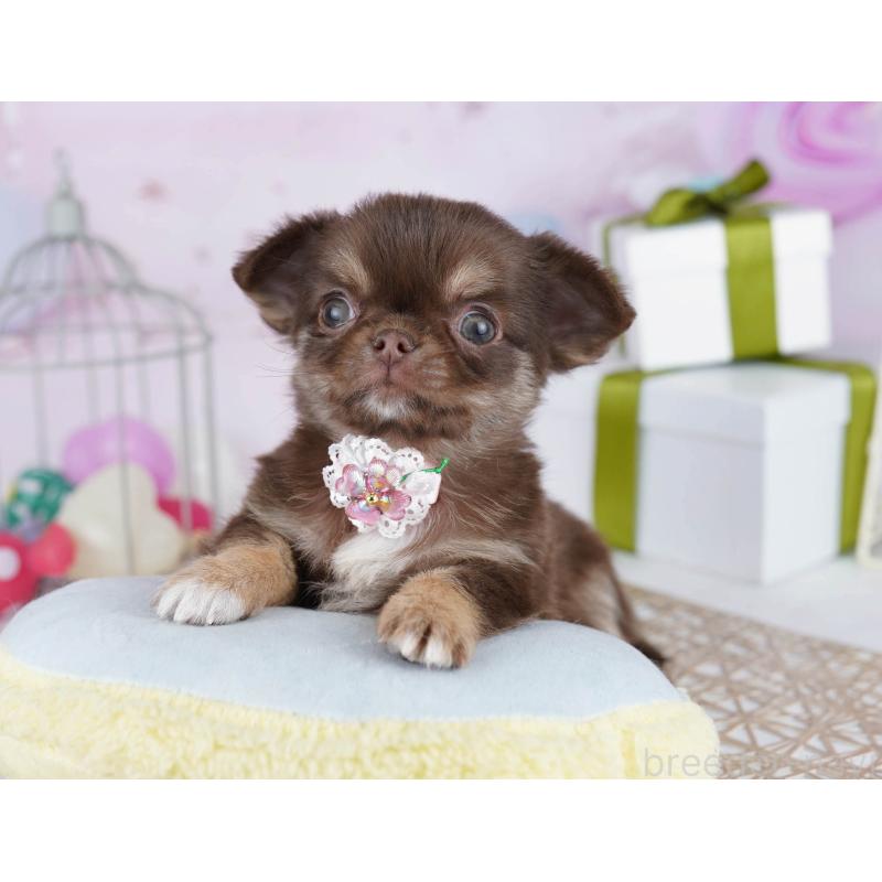 販売中の東京都のチワワ(ロングコート)-435706の3枚目