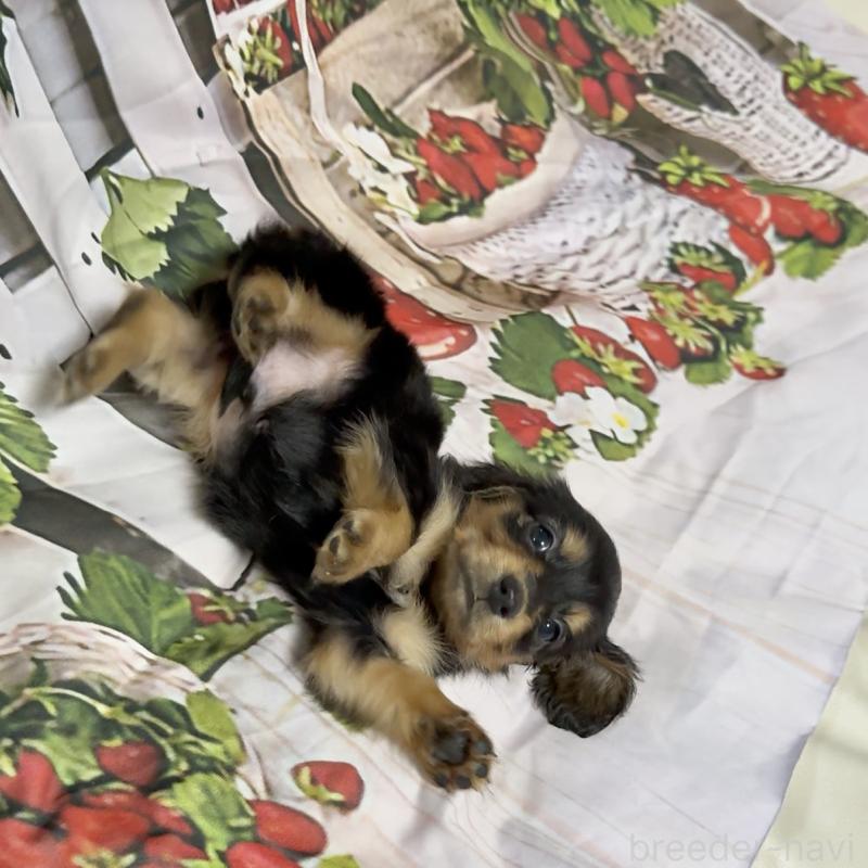 販売中の神奈川県のミニチュアダックスフンド(ロングヘアード)-432950の5枚目