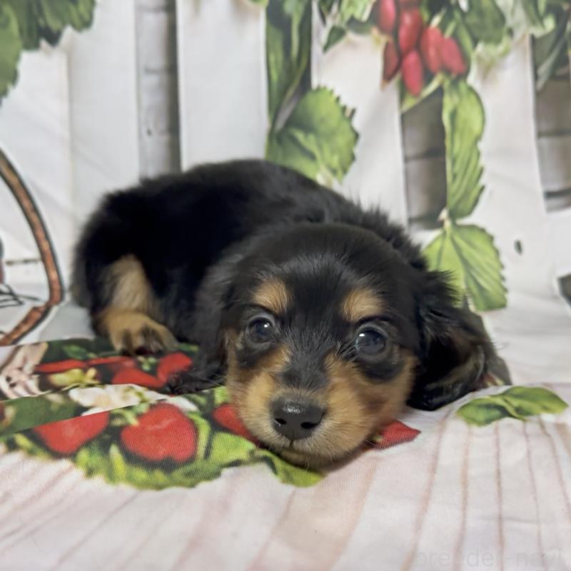 販売中の神奈川県のミニチュアダックスフンド(ロングヘアード)-432950の4枚目