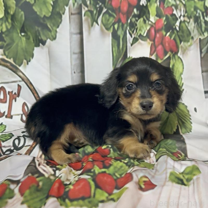 販売中の神奈川県のミニチュアダックスフンド(ロングヘアード)-432950の3枚目