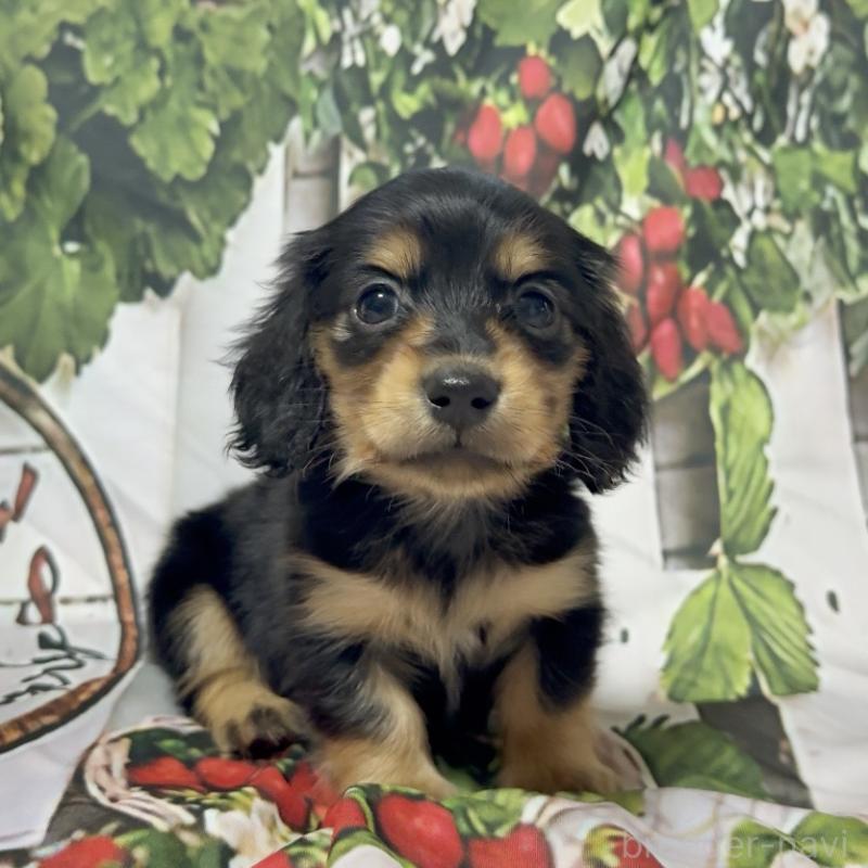 販売中の神奈川県のミニチュアダックスフンド(ロングヘアード)-432950