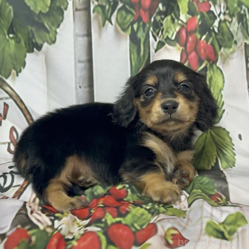 販売中の神奈川県のミニチュアダックスフンド(ロングヘアード)-432950の2枚目