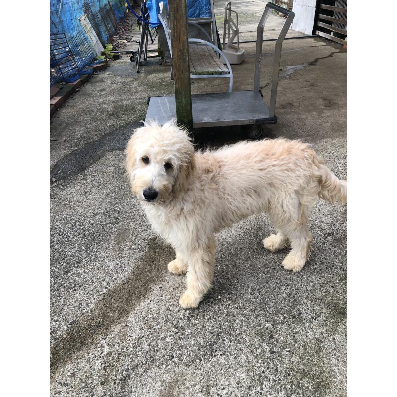成約済の兵庫県のゴールデンドゥードル:ゴールデンレトリーバー×プードル-399114の12枚目