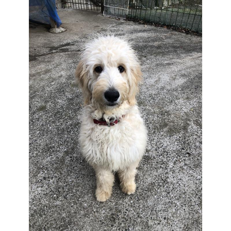 成約済の兵庫県のゴールデンドゥードル:ゴールデンレトリーバー×プードル-399114の10枚目