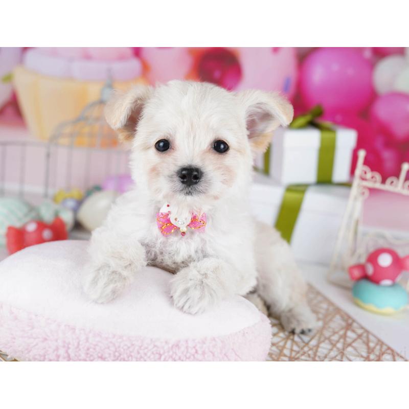 販売中の東京都のミックス犬-435703の10枚目