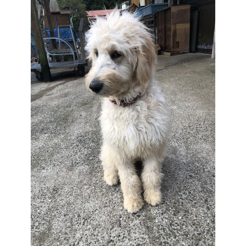 成約済の兵庫県のゴールデンドゥードル:ゴールデンレトリーバー×プードル-399114の8枚目