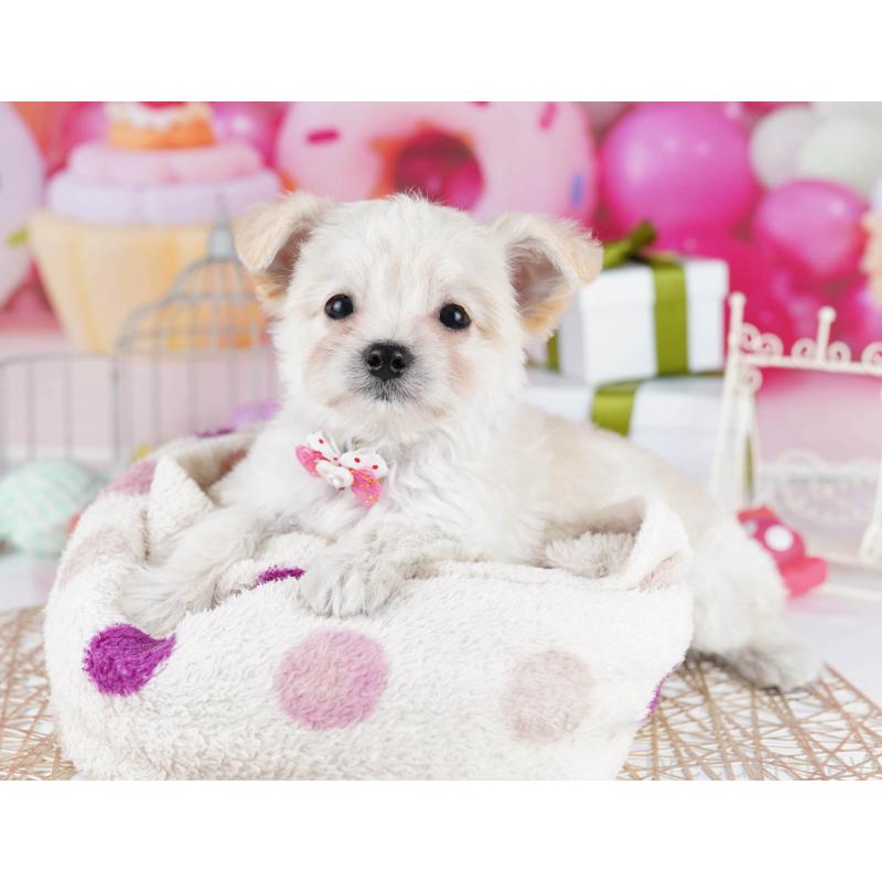 販売中の東京都のミックス犬-435703の8枚目