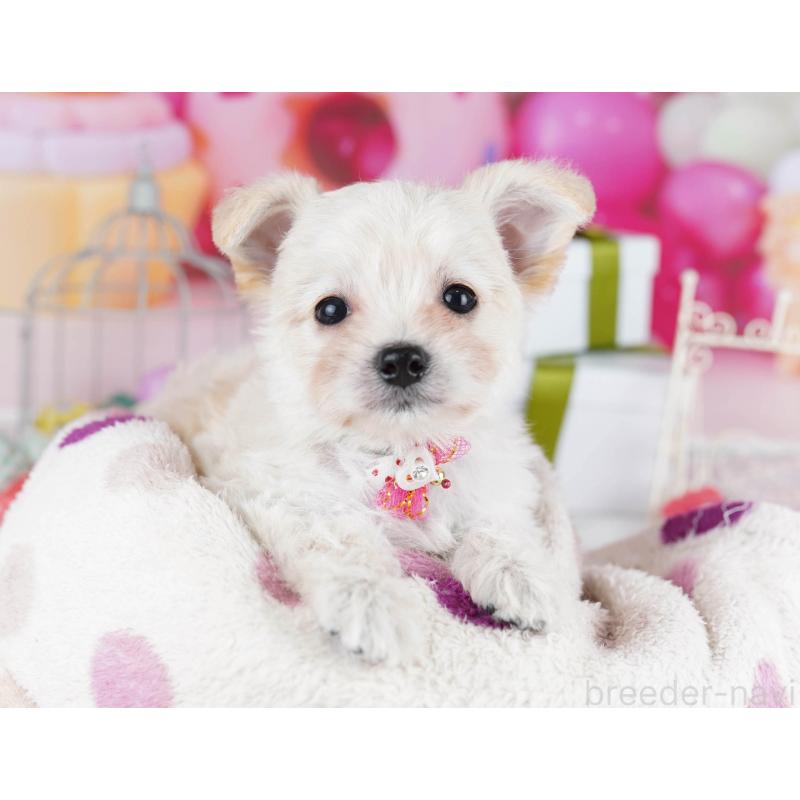 販売中の東京都のミックス犬-435703の6枚目