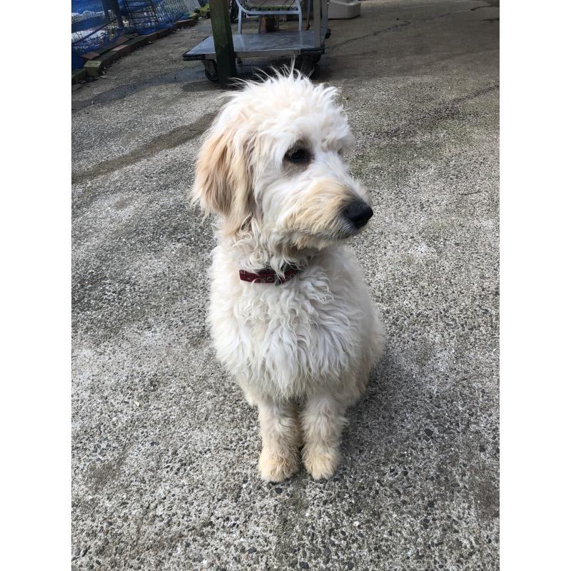 成約済の兵庫県のゴールデンドゥードル:ゴールデンレトリーバー×プードル-399114の7枚目