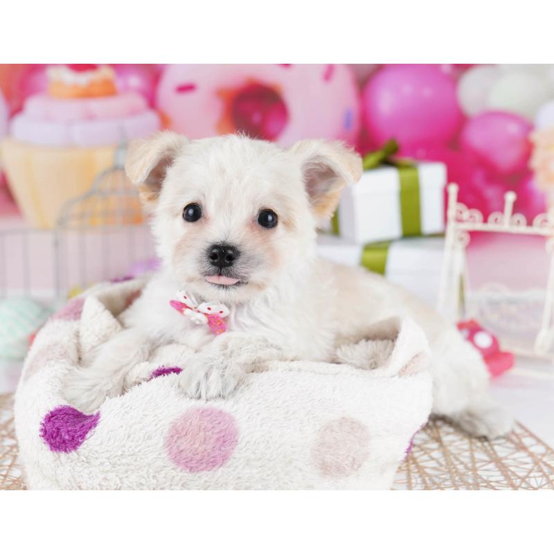 販売中の東京都のミックス犬-435703の5枚目