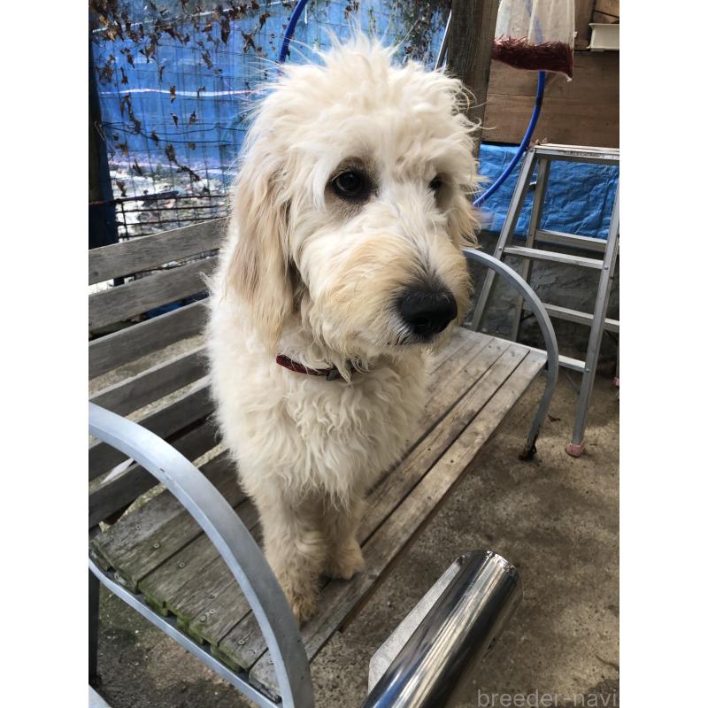 成約済の兵庫県のゴールデンドゥードル:ゴールデンレトリーバー×プードル-399114の6枚目