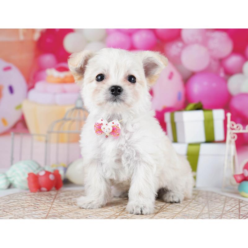 販売中の東京都のミックス犬-435703の4枚目