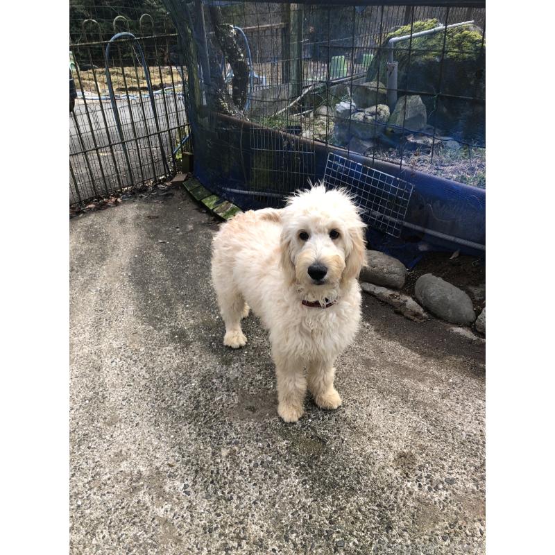 成約済の兵庫県のゴールデンドゥードル:ゴールデンレトリーバー×プードル-399114の5枚目