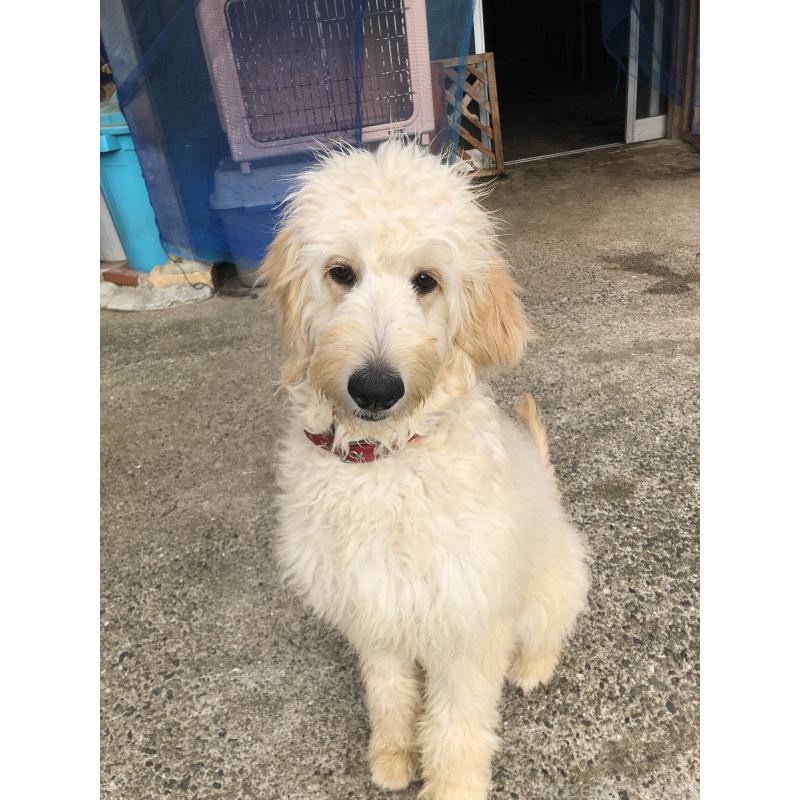 成約済の兵庫県のゴールデンドゥードル:ゴールデンレトリーバー×プードル-399114の4枚目