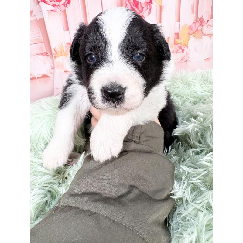 販売中の愛知県のボーダーコリー-432951の16枚目