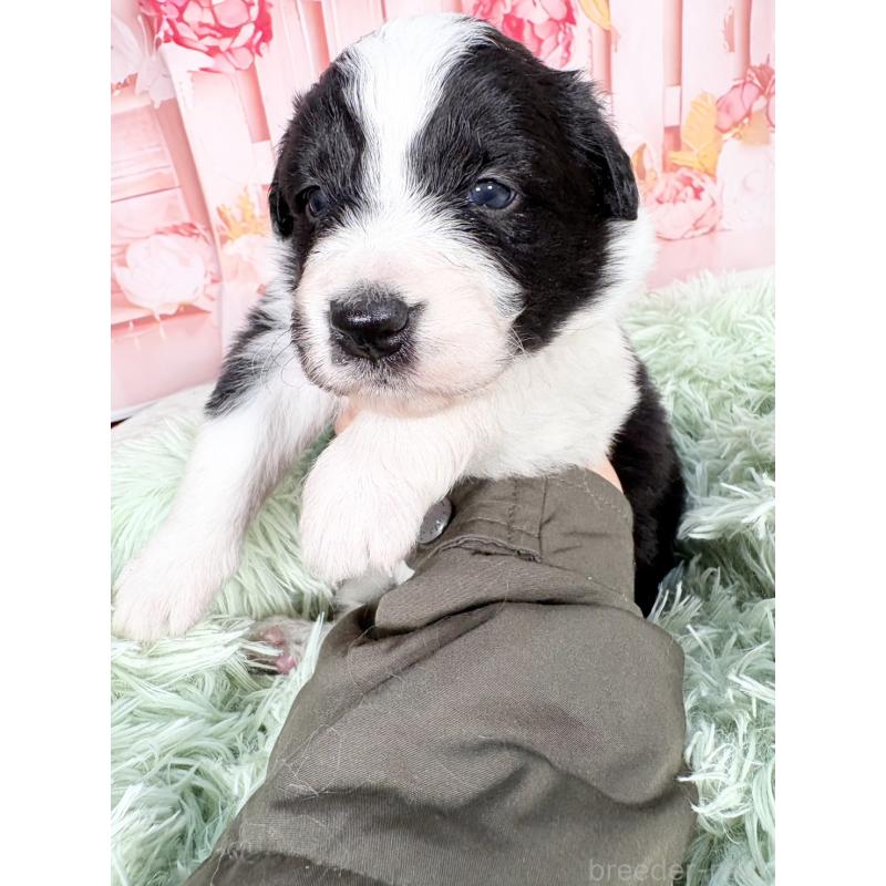 販売中の愛知県のボーダーコリー-432951の15枚目