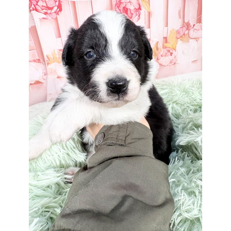 販売中の愛知県のボーダーコリー-432951の14枚目