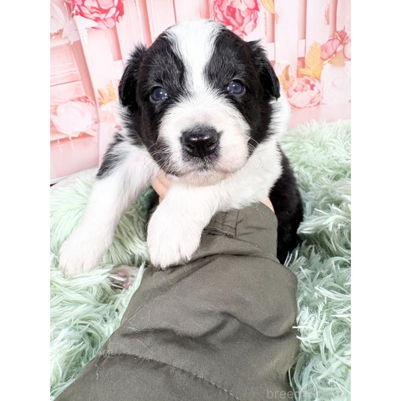 販売中の愛知県のボーダーコリー-432951の13枚目