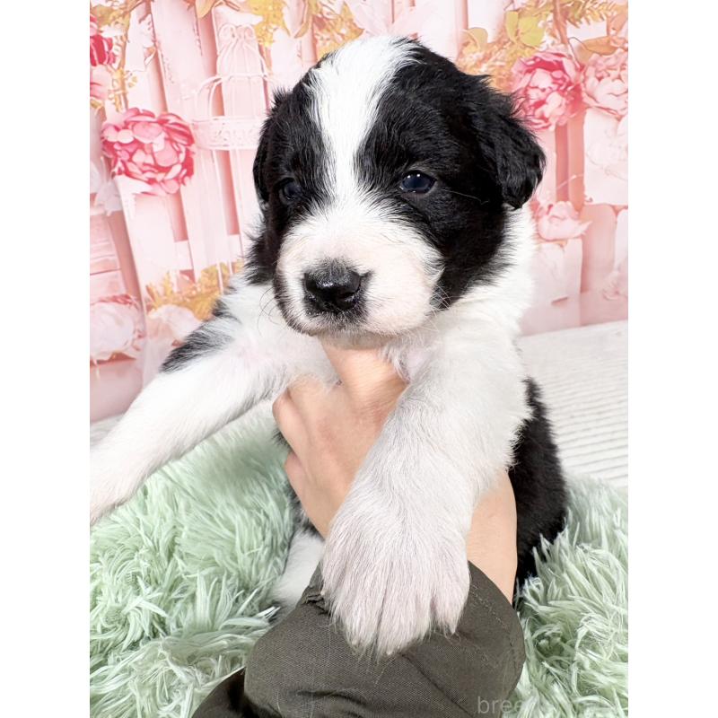 販売中の愛知県のボーダーコリー-432951の12枚目