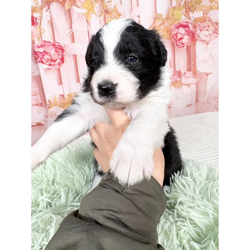 販売中の愛知県のボーダーコリー-432951の11枚目