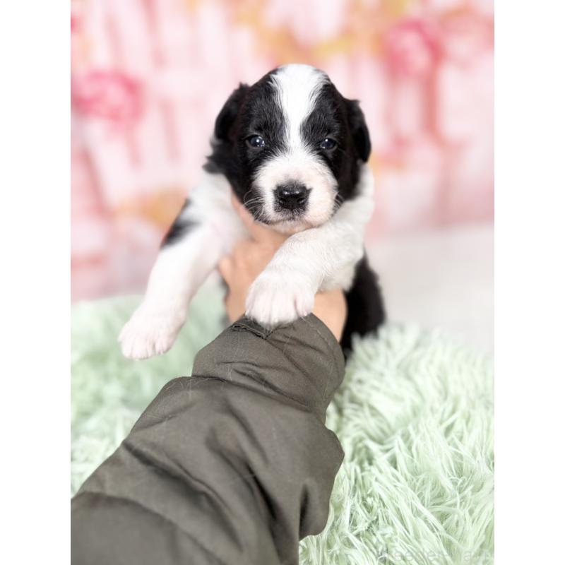 販売中の愛知県のボーダーコリー-432951の10枚目