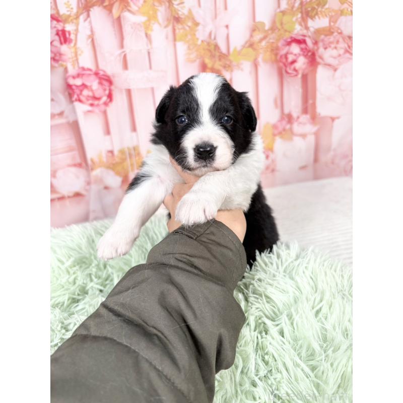 販売中の愛知県のボーダーコリー-432951の9枚目