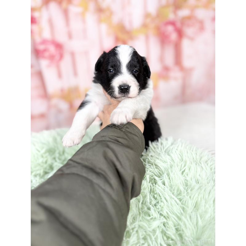 販売中の愛知県のボーダーコリー-432951の8枚目