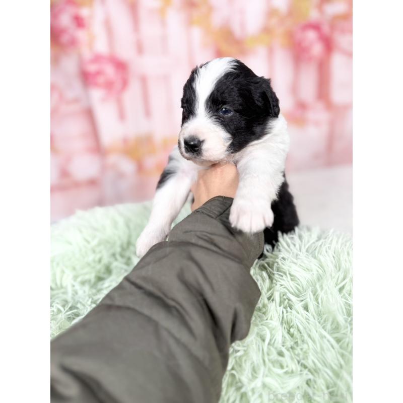 販売中の愛知県のボーダーコリー-432951の7枚目