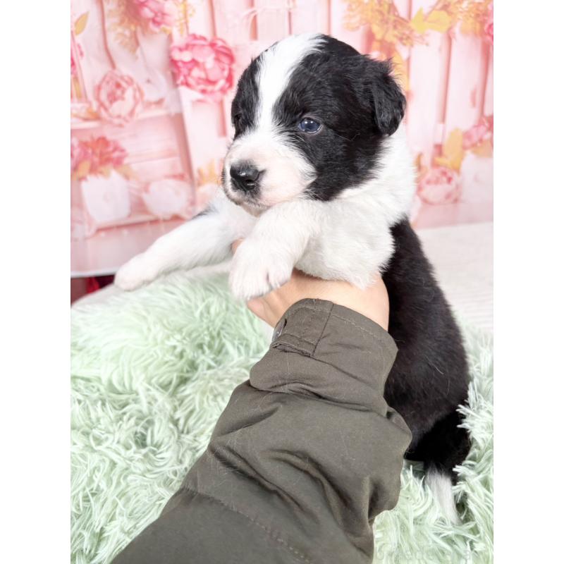 販売中の愛知県のボーダーコリー-432951の5枚目