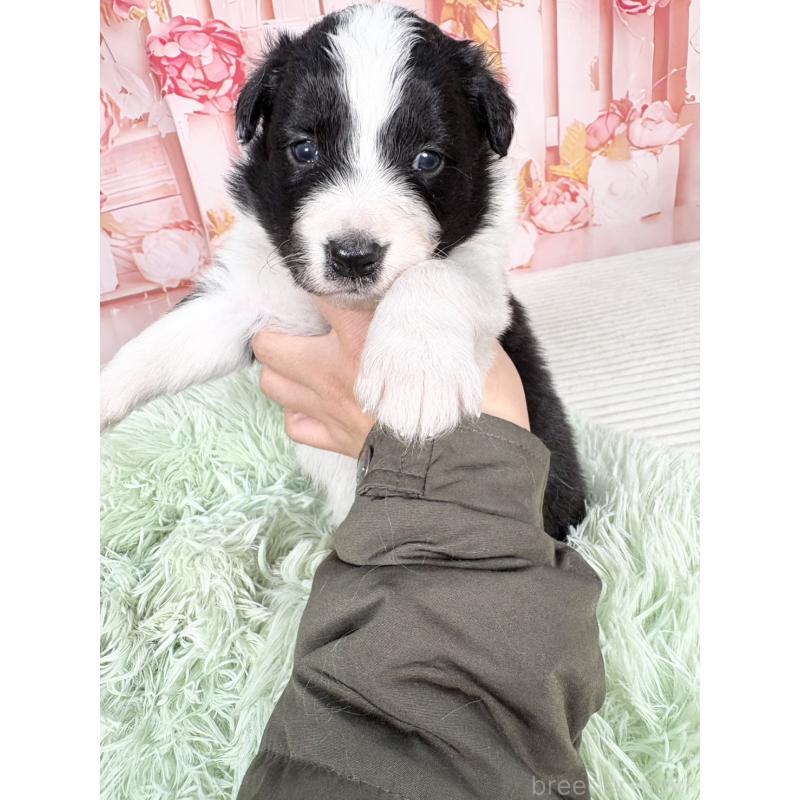 販売中の愛知県のボーダーコリー-432951の2枚目