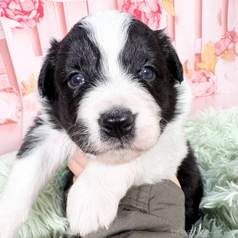 販売中の愛知県のボーダーコリー-432951