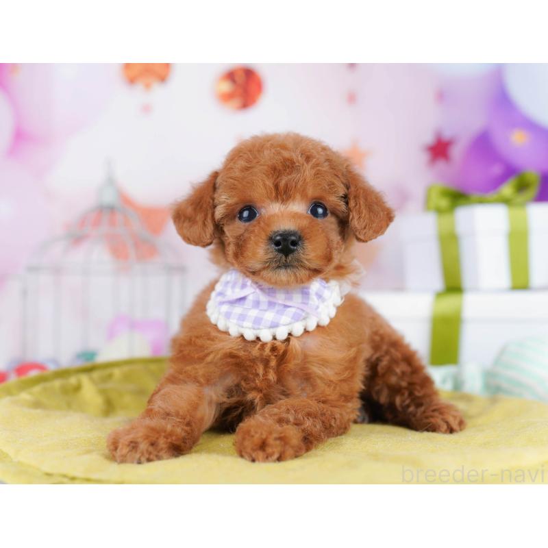 販売中の東京都のトイプードル-435697の11枚目