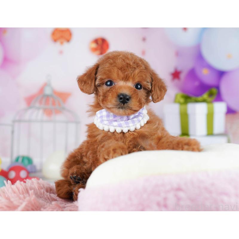 販売中の東京都のトイプードル-435697の8枚目