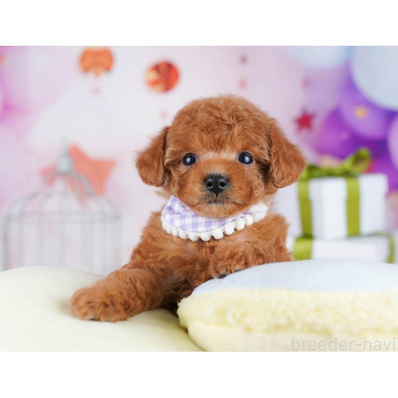 販売中の東京都のトイプードル-435697の7枚目