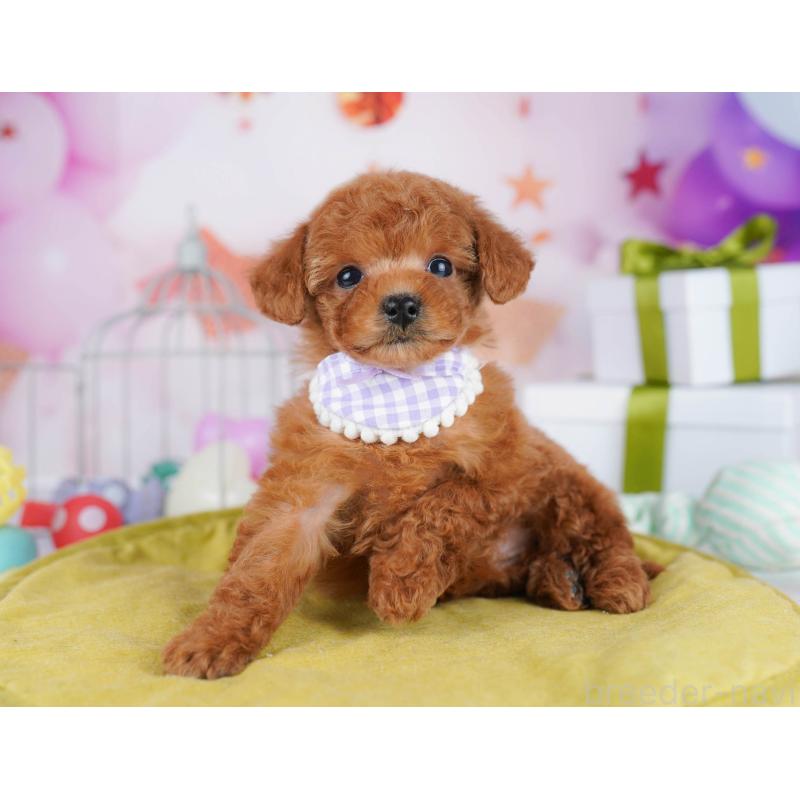 販売中の東京都のトイプードル-435697の6枚目