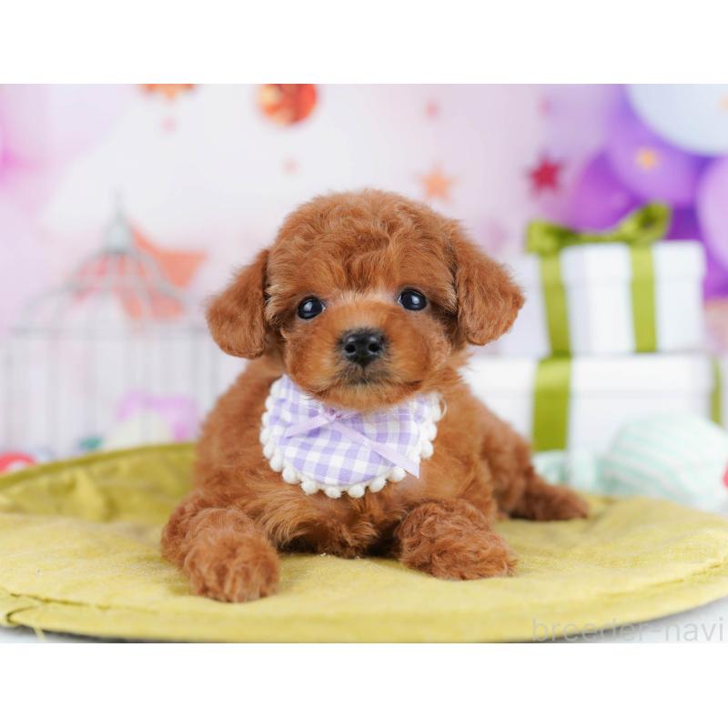 販売中の東京都のトイプードル-435697の5枚目