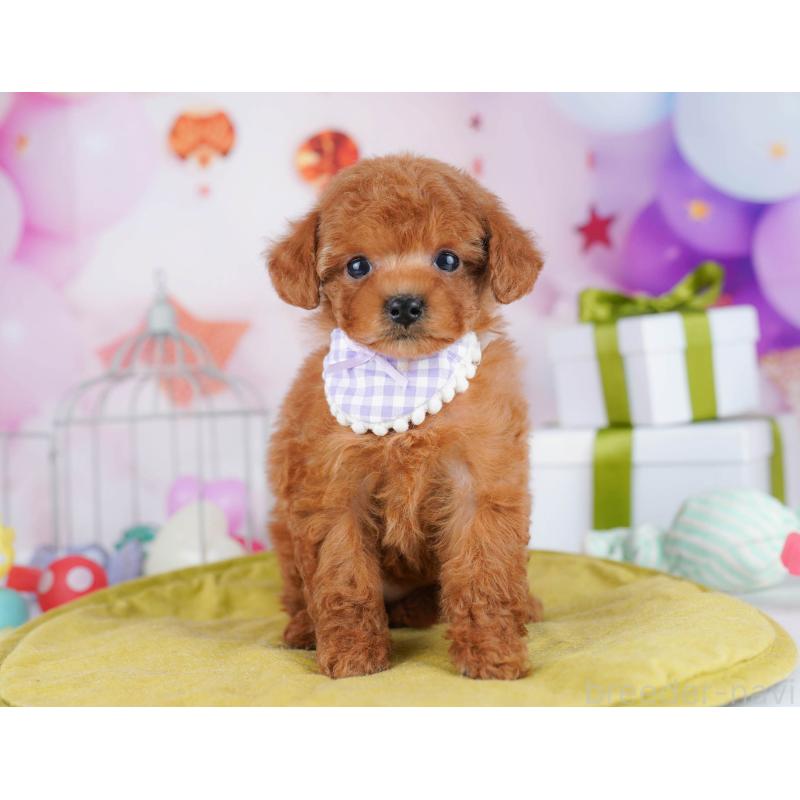 販売中の東京都のトイプードル-435697の4枚目