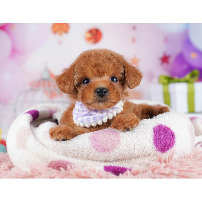 販売中の東京都のトイプードル-435697の3枚目