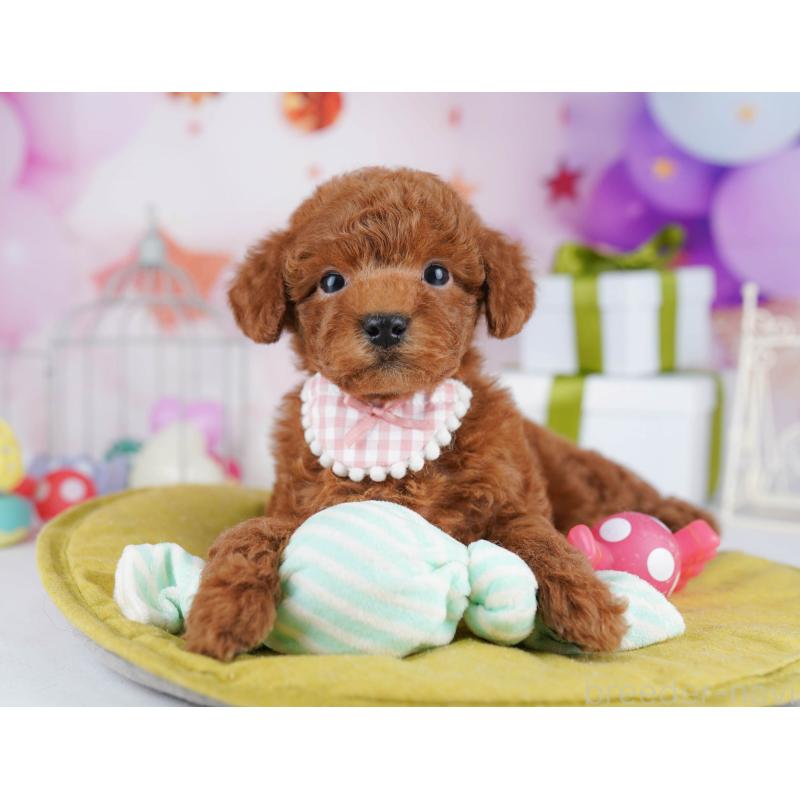 販売中の東京都のトイプードル-435696の11枚目