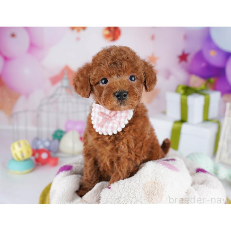 販売中の東京都のトイプードル-435696の10枚目