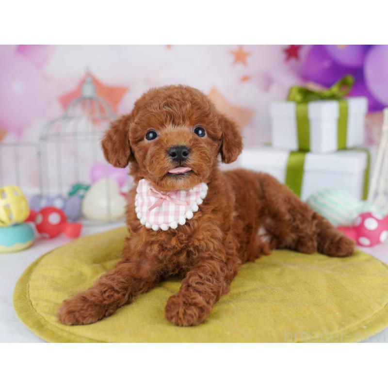 販売中の東京都のトイプードル-435696の9枚目