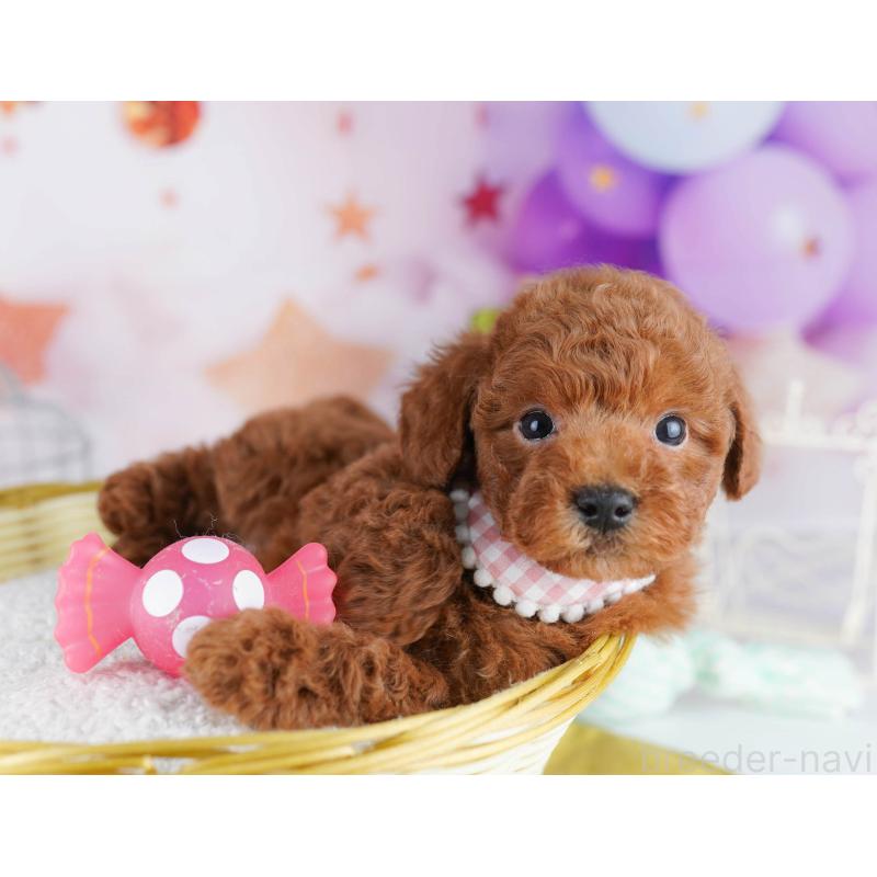 販売中の東京都のトイプードル-435696の8枚目