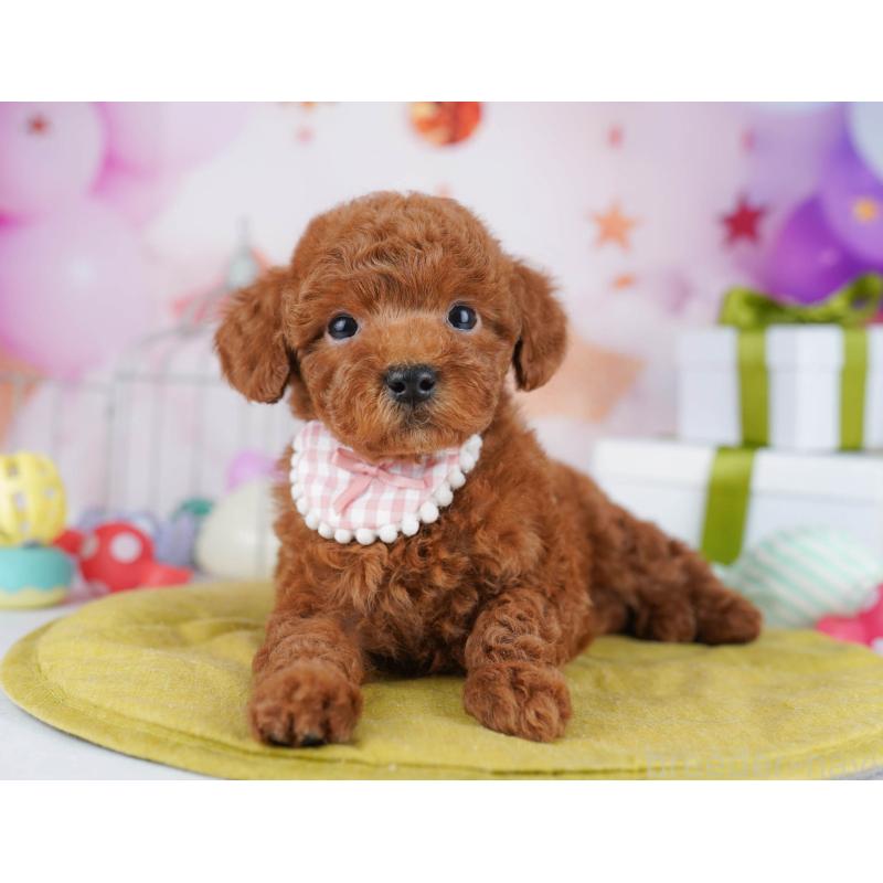 販売中の東京都のトイプードル-435696の7枚目