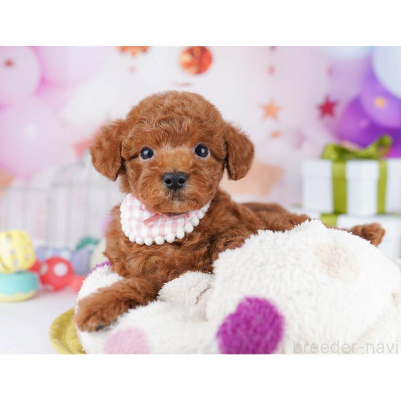 販売中の東京都のトイプードル-435696の3枚目