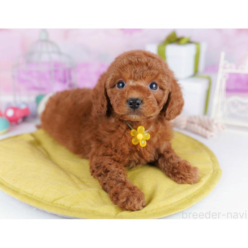 販売中の東京都のトイプードル-434180の11枚目