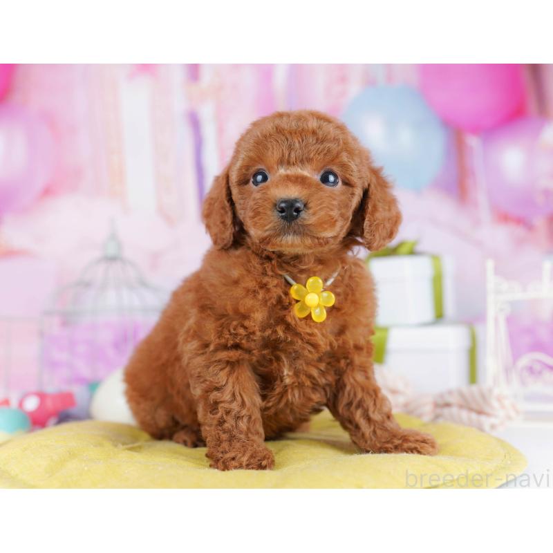 販売中の東京都のトイプードル-434180の10枚目