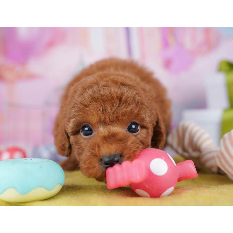 販売中の東京都のトイプードル-434180の9枚目