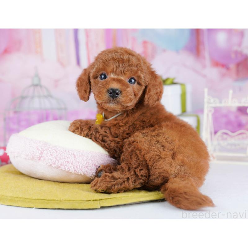 販売中の東京都のトイプードル-434180の7枚目