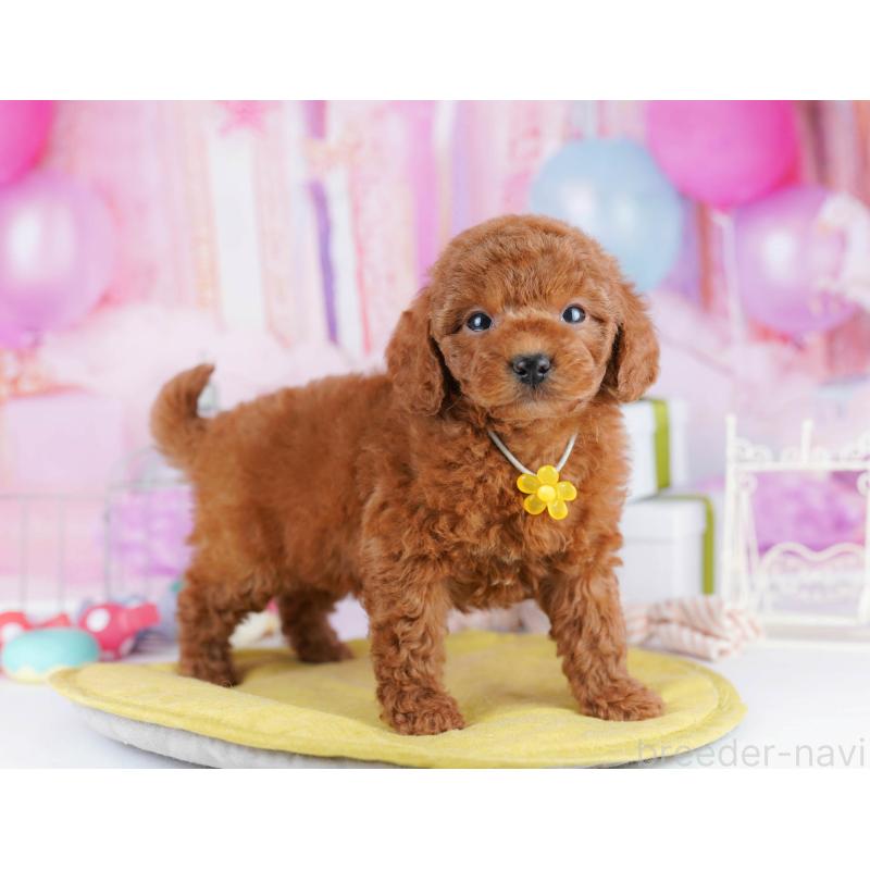 販売中の東京都のトイプードル-434180の5枚目