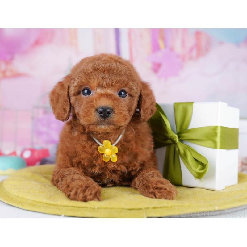 販売中の東京都のトイプードル-434180の3枚目